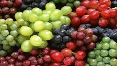 5 أسباب تجعل العنب إضافة جيدة لنظامك الغذائي